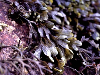  Fucus spiralis (Spiral Wrack, Flat Wrack)